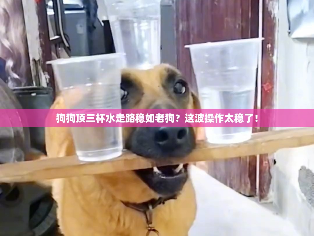 狗狗顶三杯水走路稳如老狗？这波操作太稳了！