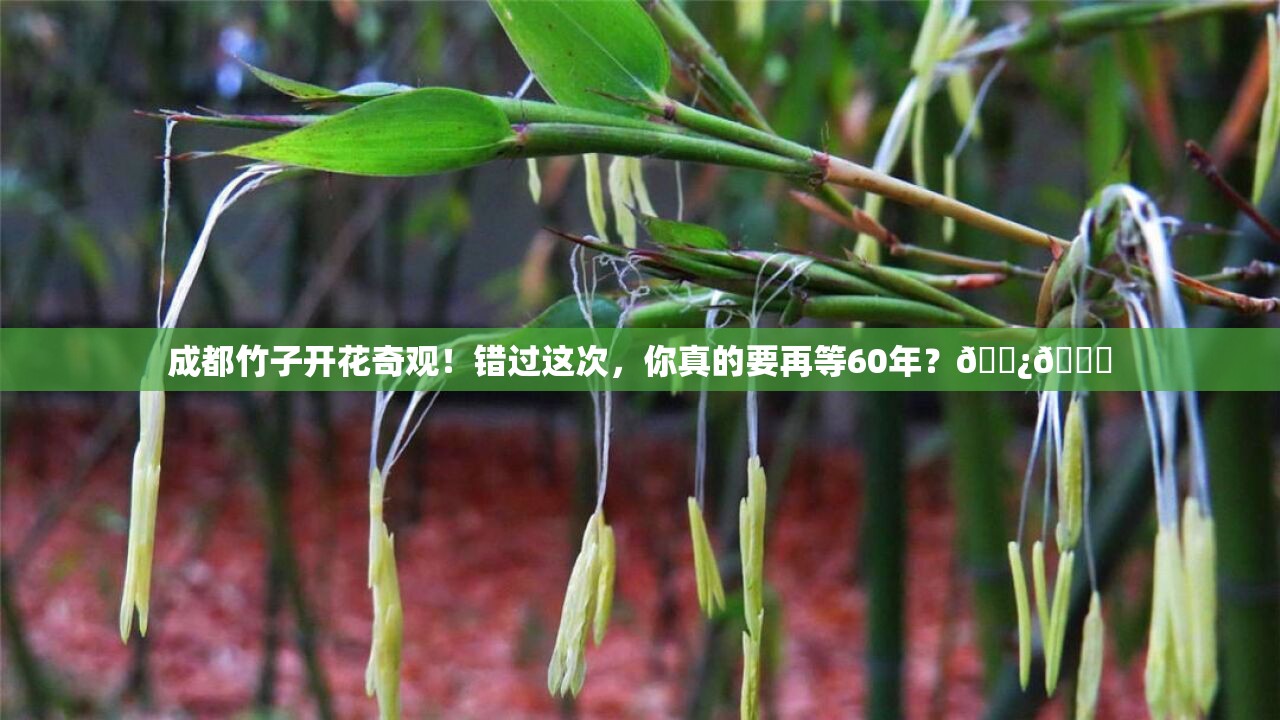 成都竹子开花奇观！错过这次，你真的要再等60年？🌿💔